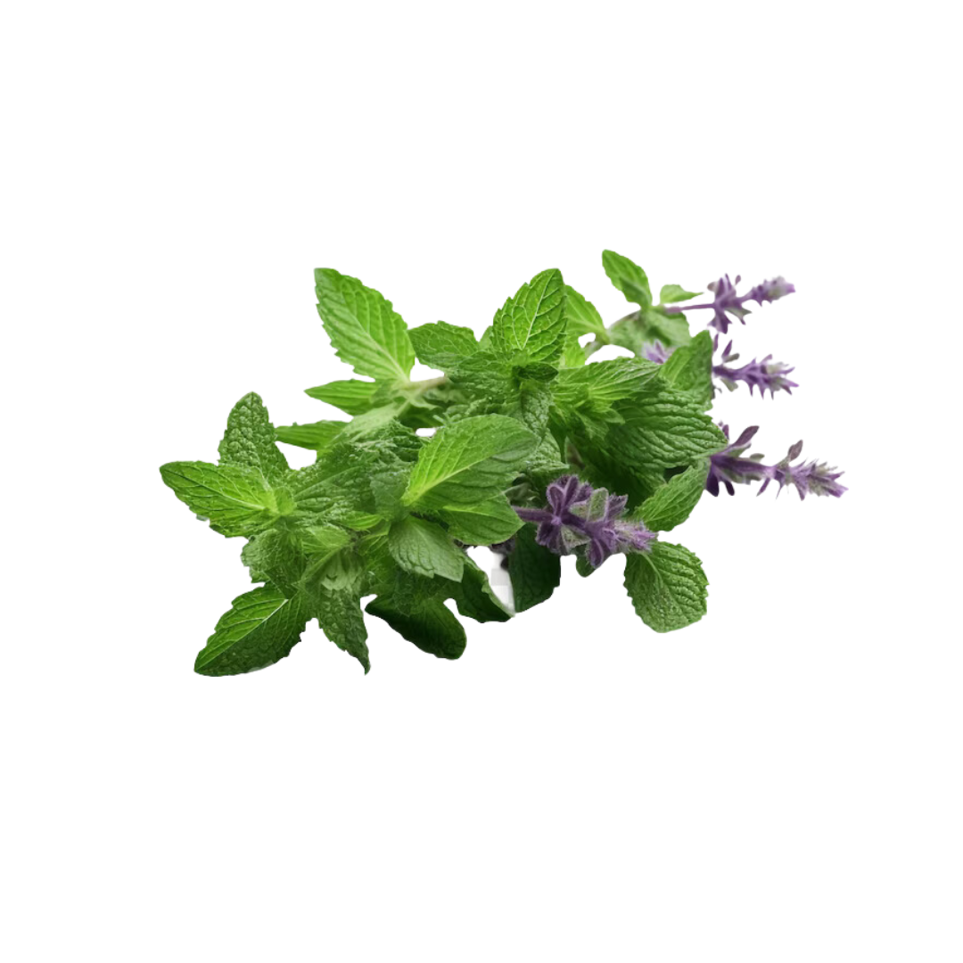 Tulsi( Holy Basil)