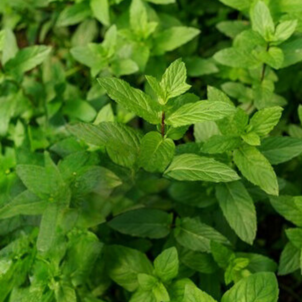 Tulsi( Holy Basil)