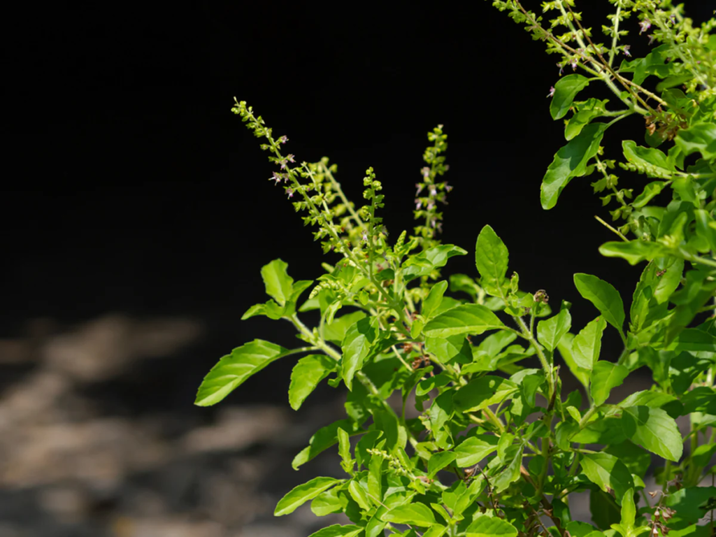 Holy Basil (Tulsi): The Sacred Herb for Immunity and Wellness