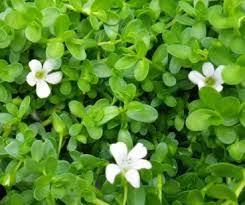 Brahmi: The Brain Tonic – Unlocking the Secrets of Cognitive Health