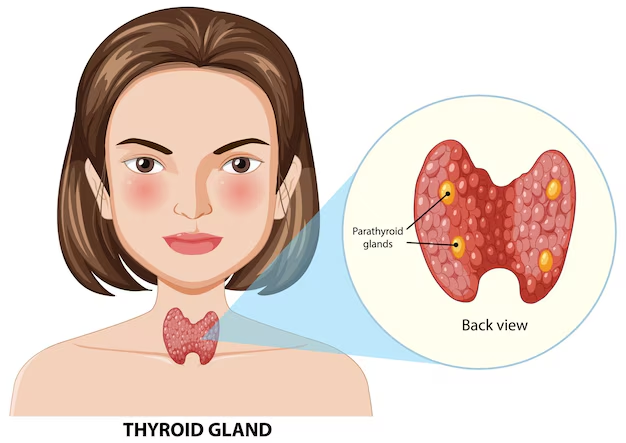 Balancing Thyroid Function with Diet and Herbs: A Comprehensive Guide